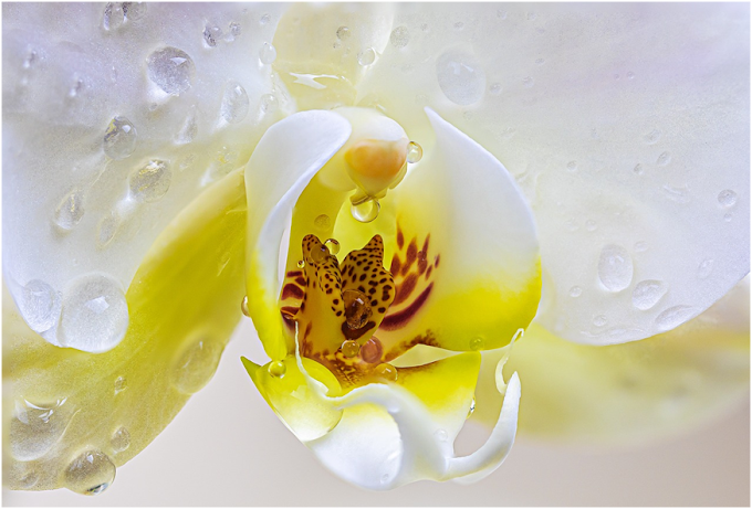 Unlock the Secrets to Growing Beautiful Orchids!