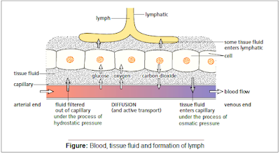 The process of tissue fluid and lymph fluid formation, lymphatic system, form 3 biology, Ombiology4u, Ahmed Omaar