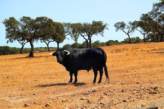 Subvenciones toro de lidia y tiro al pichón