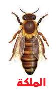 7 معلومات مهمة حول حياة النحل، الملكة، ملكة النحل، ملكة نحل العسل