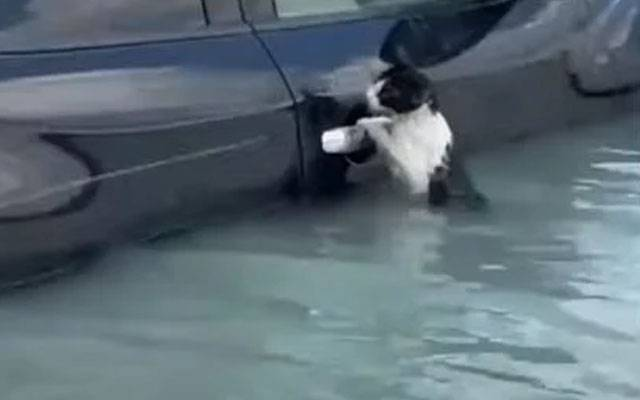 Dubai: The interesting video of rescuing a cat trapped in a flooded relay has gone viral