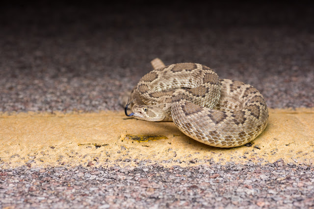 mojave rattlesnake arizona