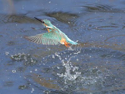 カワセミの離水。その5