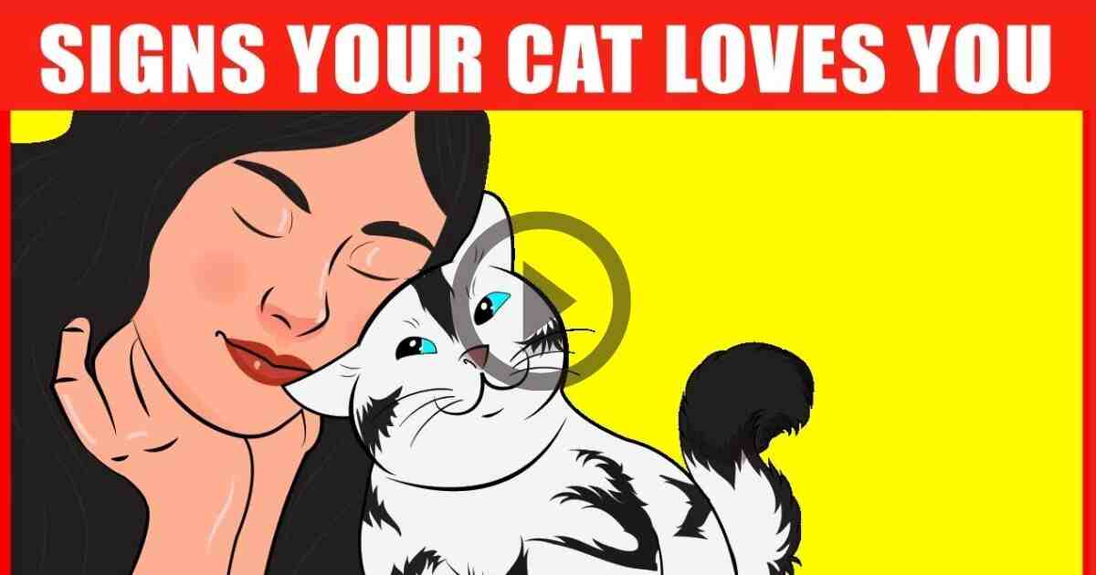 14 Unmistakable Signs Your Cat Really Loves You