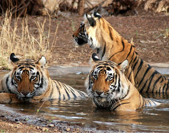 Tigers Need Tiger Reserve,