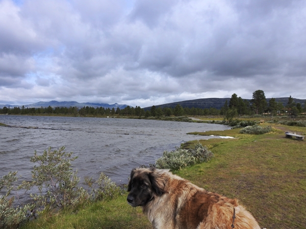 Årvillingen leonberger