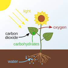 Photosynthesis in Hindi