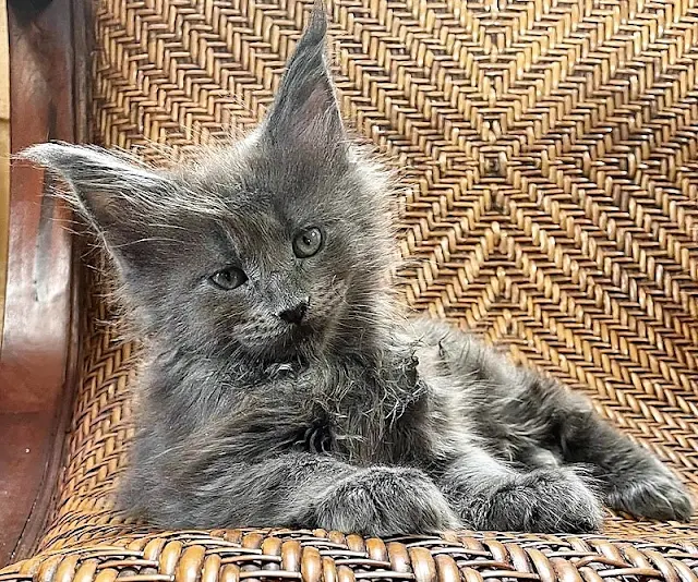 Maine Coon kitten from Monster Maine Coons, Sydney, NSW.