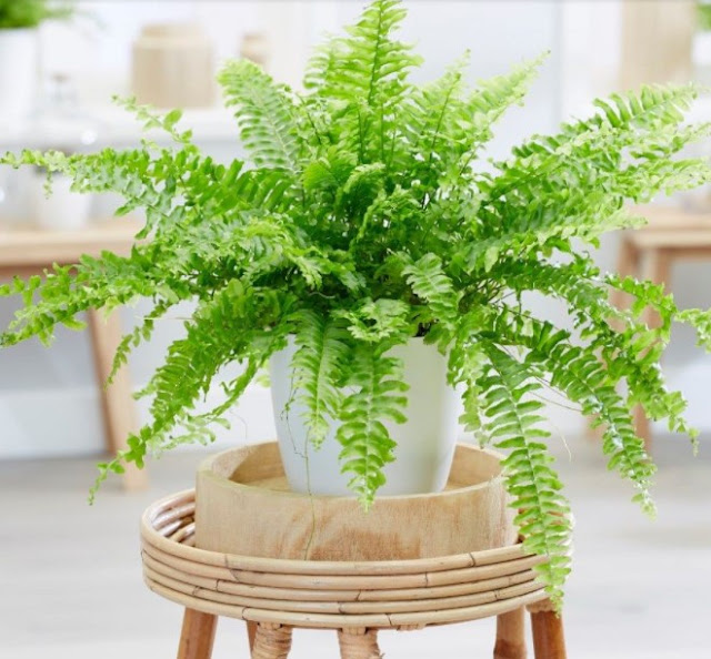 best air purifying plants