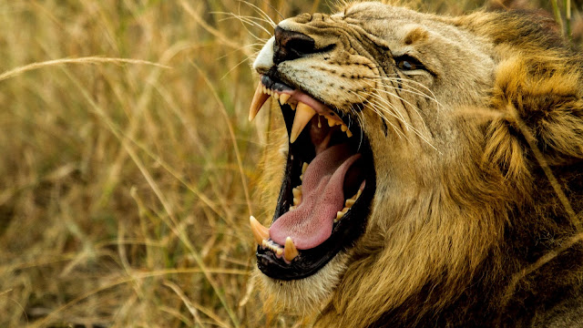 Lion King Wild Africa HD Wallpapers