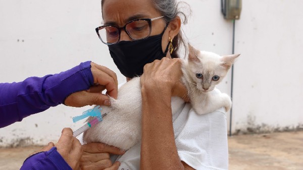 Crato realiza Dia D da Vacinação Antirrábica neste sábado (6).