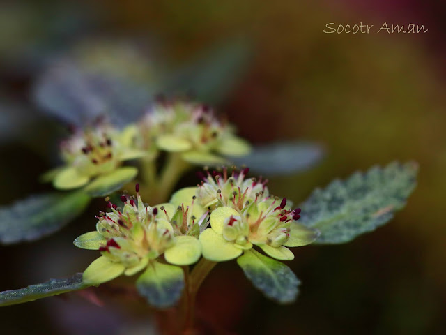 Chrysosplenium macrostemon