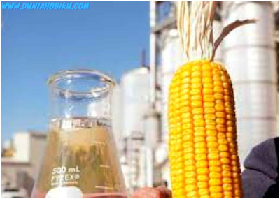 jagung bahan baku etanol