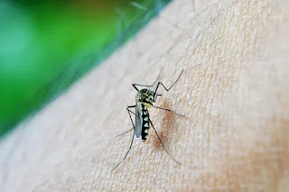 Dengue Meaning in English