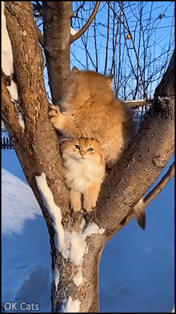 Cute Kitten GIF • 2 fluffy kitties on their tree perch. Winter kittens love snow [gif-ok-cats.com]