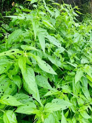 an herbaceous perennial monoecious plant spread in temperate and sub-tropical zones. Nettle has a long medicinal history. In medieval Europe, it was used as a diuretic and to treat joint pain. In addition, it has been used for hundreds of years to treat anemia, eczema, arthritis, and gout. Other folk medicine applications are wound healing and treatment of scalp seborrhea. Modern clinical application of nettle is in the management of symptoms of benign prostatic hyperplasia (BPH), cardiovascular symptoms, diabetes, arthritis, and allergic rhinitis.