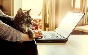 gatos en computadoras
