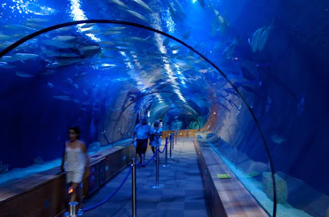 L'Oceanogràfic is the 3rd on the list of the largest aquariums in the world.