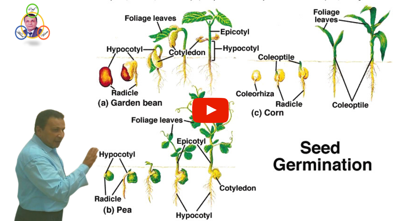 إنبات البذور  Seed Germinatio