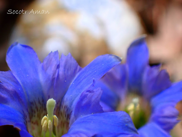 Gentiana zollingeri