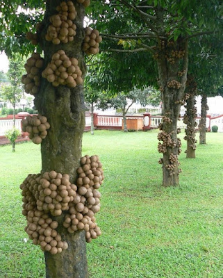 Pohon Kepel