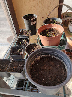 Seedlings starting to sprout