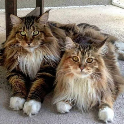 Gato raza maine coons