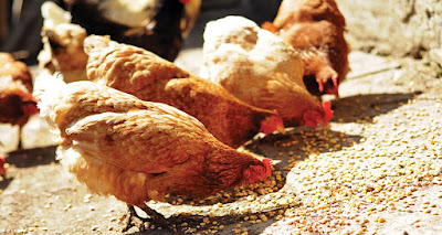 How to select best poultry feed