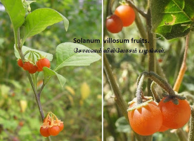 solanum-villosum-fruits