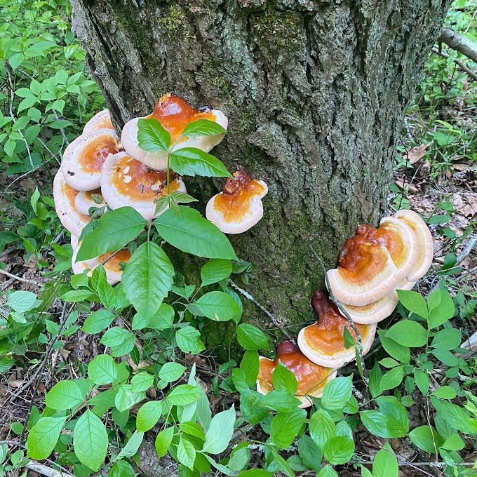 Ganoderma Mushroom Supplier in Mauritius | Ganoderma Mushroom Company in Mauritius | Biobritte mushroom company