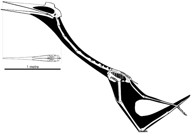 Morphology and Taxonomy of Quetzalcoatlus Lawson 1975 (Pterodactyloidea:  Azhdarchoidea)