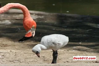 Baby Flamingos: Everything You Need to Know.
