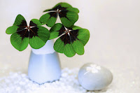 photo of four leaf clovers