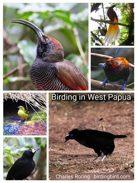 Endemic birds from Arfak mountains, photo by Charles Roring