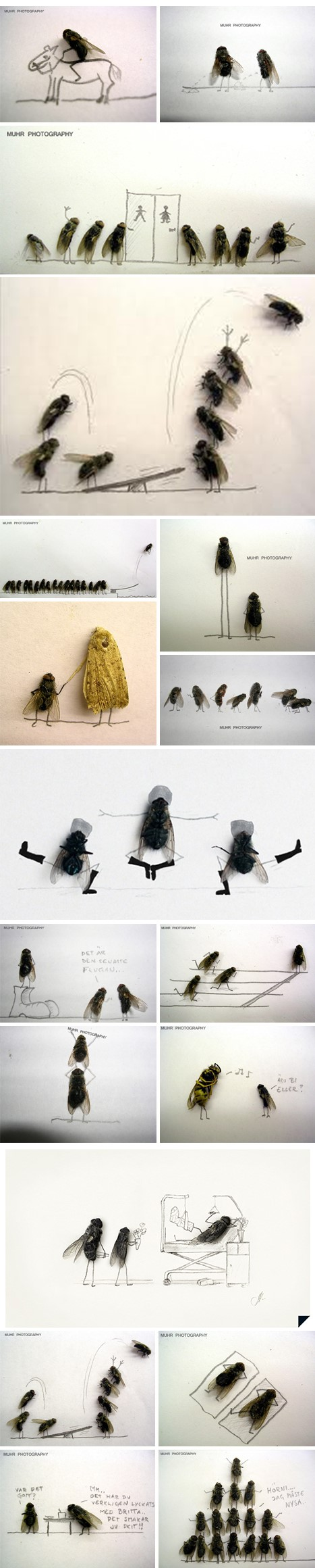 Dead Flies Art by Magnus Muhr