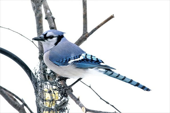 Blue Jay is a small birfs belonging to the list of the most beautiful birds in the world.
