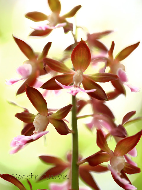 Calanthe discolor