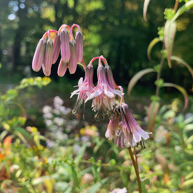 Prenanthes alba, Lions Foot