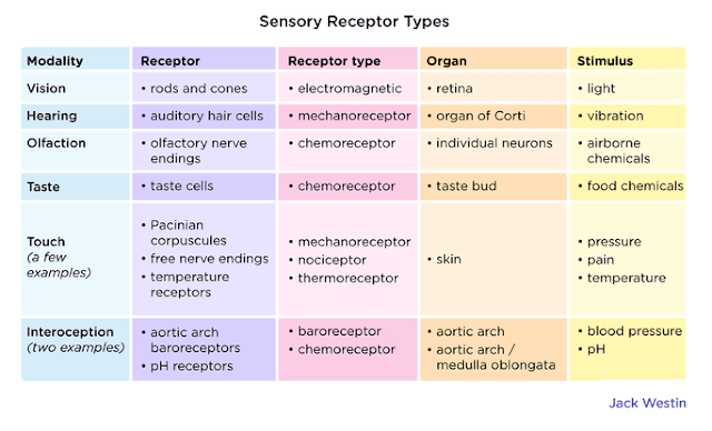 Receptor and types of receptor