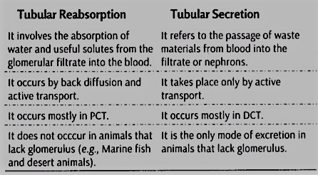 Difference between the Tubular Reabsorption and Tubular Secretion