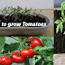 Tips for growing tomato plants