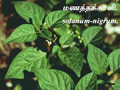 மணத்தக்காளி - Manathakkali - Black nightshade - Solanum.