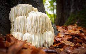 Top Mushroom Company In Belize | Buy Mushroom Online In Belize | Mushroom Exporter In Belmopan