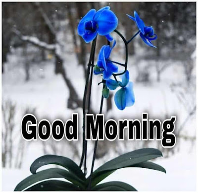 Blue Flower Good Morning Images