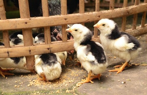 Metode Agar Ayam Cepat Besar dan Tinggi Cepat Panen dengan Harga Tinggi