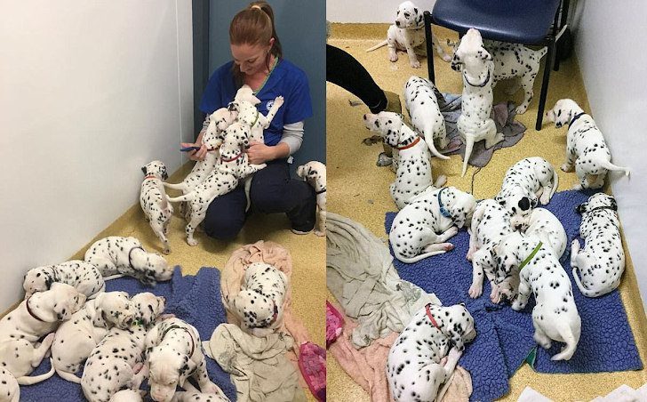 “The Incredible Story of a Dalmatian Who Defied Expectations and Gave Birth to 18 Puppies”