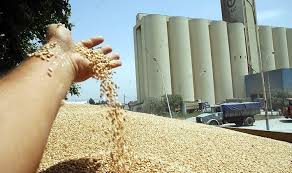 الحرب تهدد الأمن الغذائي لتونس: 80 ٪ من حاجياتنا من القمح قادمة من أوكرانيا وروسيا !