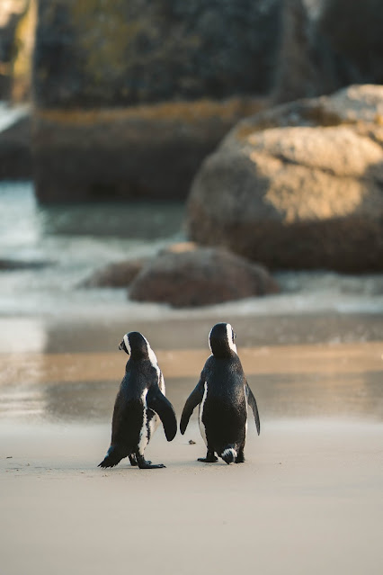 2 penguins walking on shore