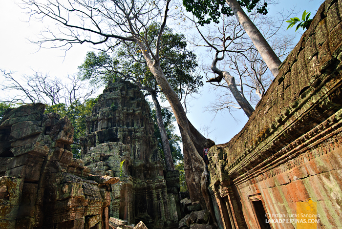 Ta Prohm Temple in Siem Reap