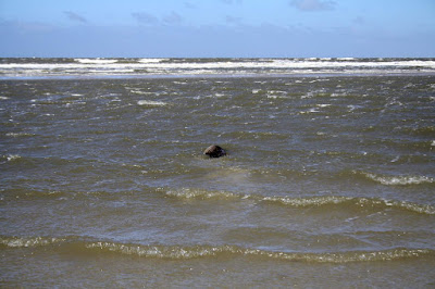 Seehund am Ordinger Strand flieht in die Nordsee